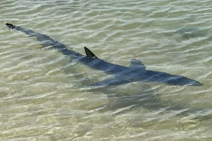 People warn about the presence of a blue shark near Armona Island