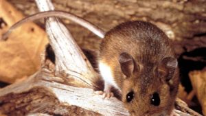 The worst recent hantavirus outbreak left 27 dead in the US in a single year: what makes it different from what was seen in the Hondius