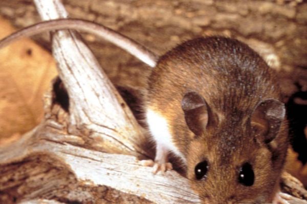 The worst recent hantavirus outbreak left 27 dead in the US in a single year: what makes it different from what was seen in the Hondius