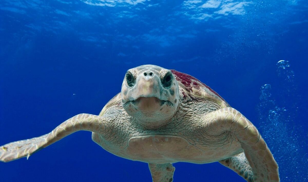 China is worried about turtles and spy fish
