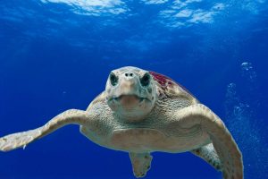 China is worried about turtles and spy fish