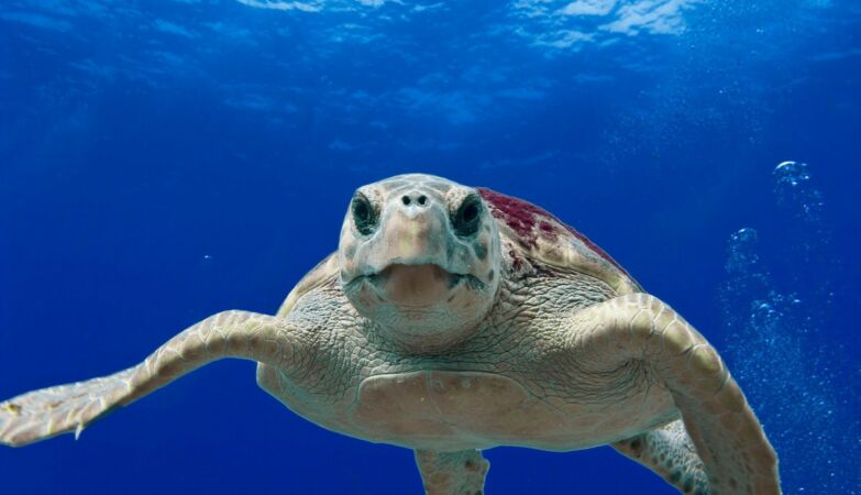 China is worried about turtles and spy fish
