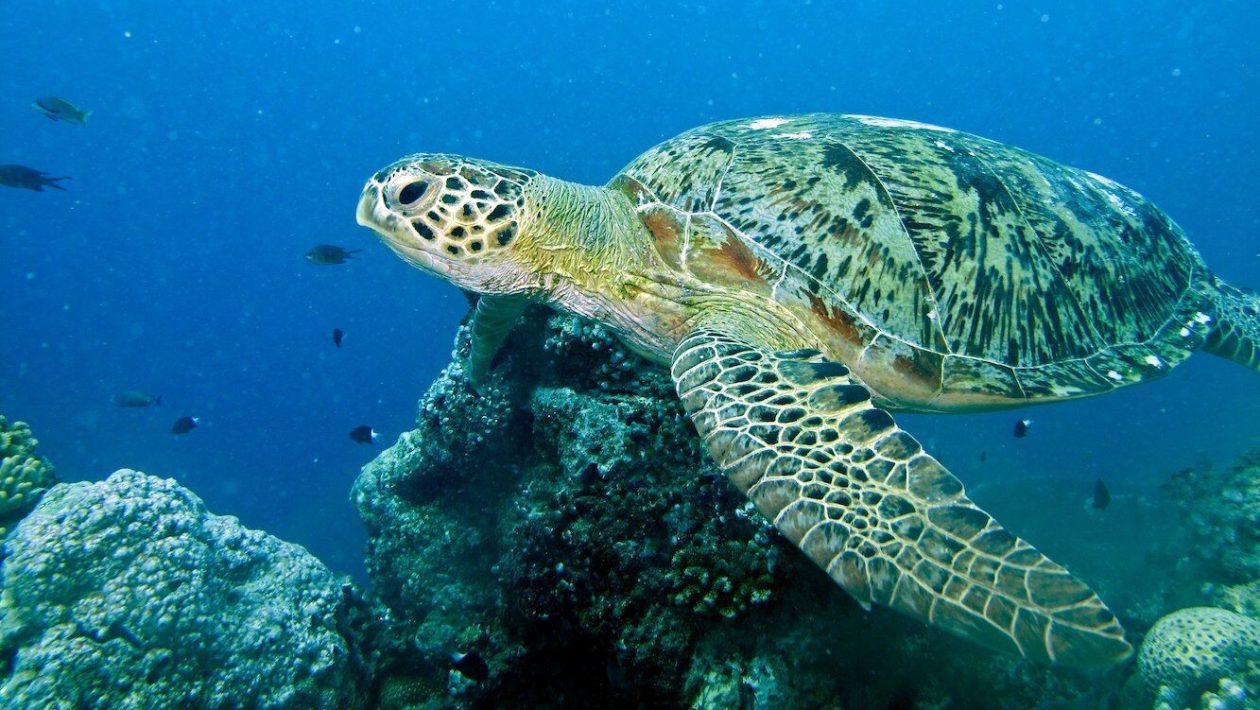 Sea turtles can migrate with the help of the magnetic field