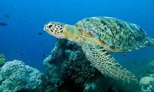 Sea turtles can migrate with the help of the magnetic field