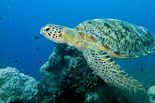 Sea turtles can migrate with the help of the magnetic field
