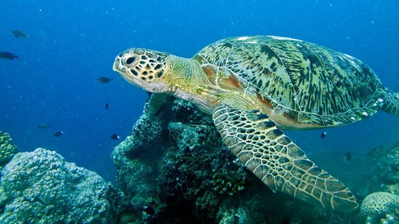 Sea turtles can migrate with the help of the magnetic field