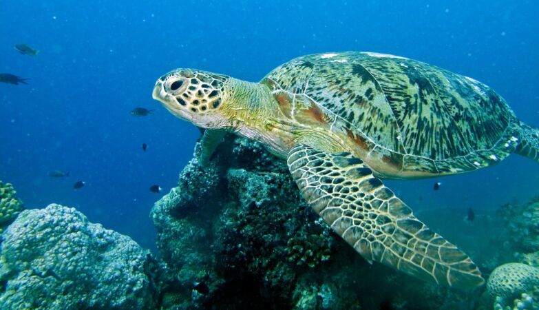 Sea turtles can migrate with the help of the magnetic field