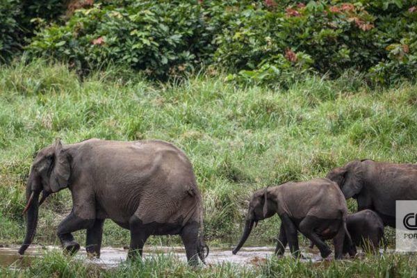 Your guitar may depend on elephant poop. This is the reason