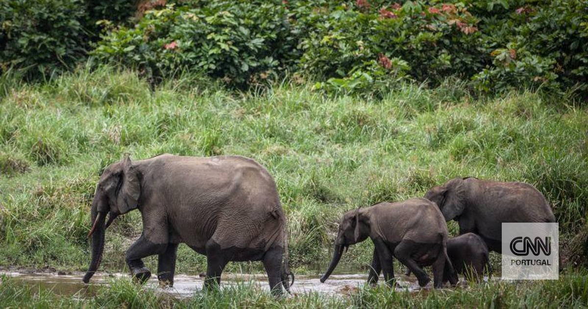 Your guitar may depend on elephant poop. This is the reason