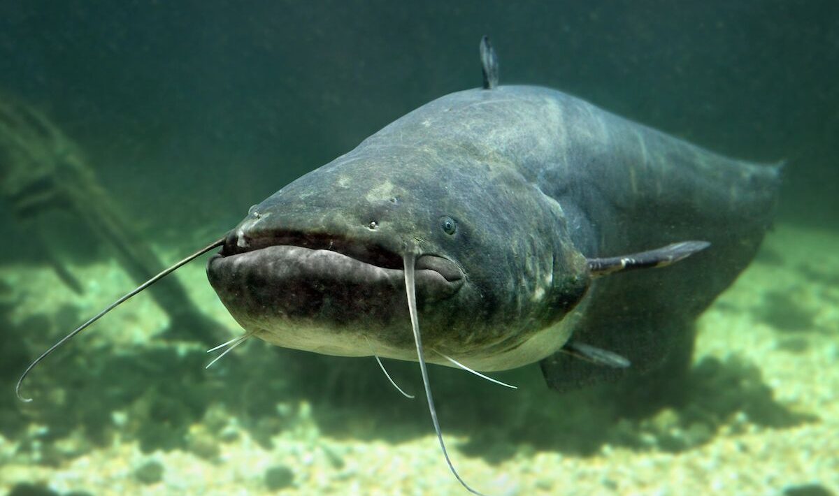 Removed more than two tons of catfish from the Tietê River