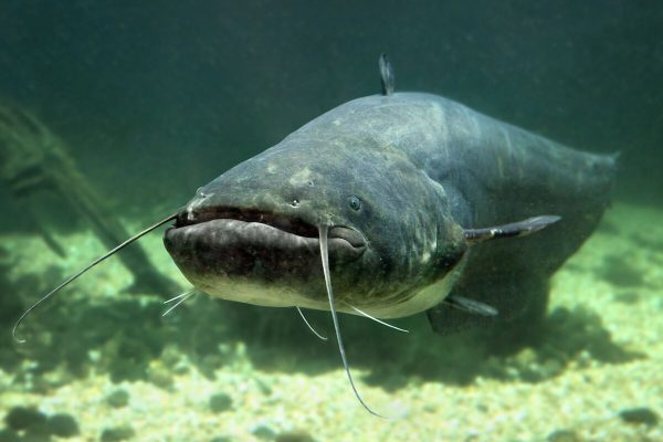 Removed more than two tons of catfish from the Tietê River