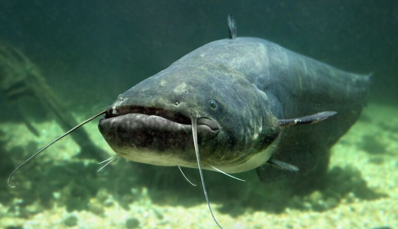 Removed more than two tons of catfish from the Tietê River