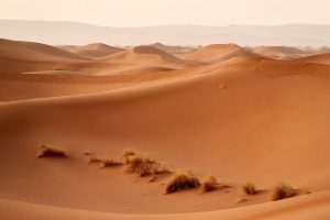 Forty-nine Nigeriens die of thirst in the desert after truck breaks down