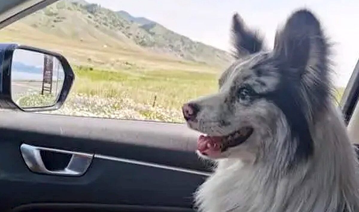 China's most famous Border Collie was stolen, sold and eaten