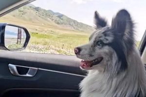 China's most famous Border Collie was stolen, sold and eaten
