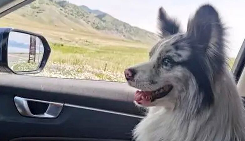 China's most famous Border Collie was stolen, sold and eaten