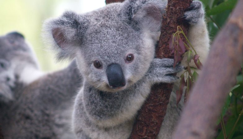 Koalas almost disappeared 100,000 years ago. What happened?
