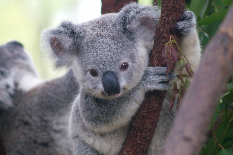 Koalas almost disappeared 100,000 years ago. What happened?
