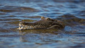 Three-year-old boy thrown into crocodile enclosure. Suspect is detained