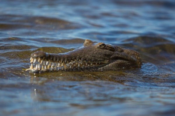 Three-year-old boy thrown into crocodile enclosure. Suspect is detained