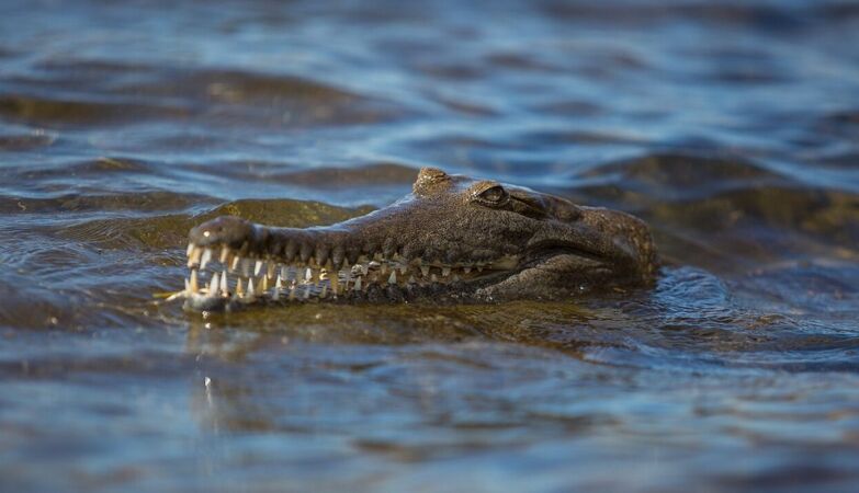 Three-year-old boy thrown into crocodile enclosure. Suspect is detained
