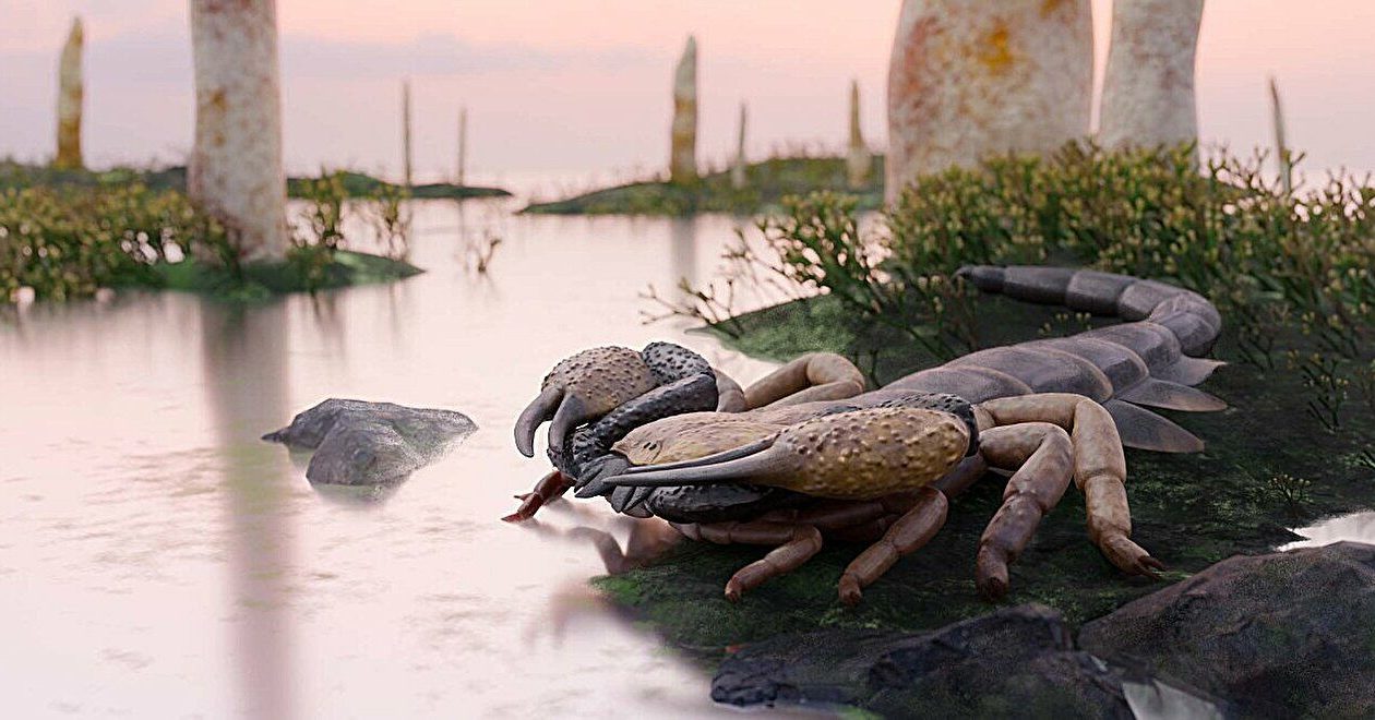 The largest scorpion in the world identified. It measured more than one meter in body length