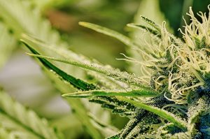 Tons of medical marijuana diverted for trafficking thanks to Infarmed's failure