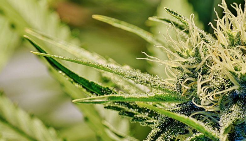 Tons of medical marijuana diverted for trafficking thanks to Infarmed's failure