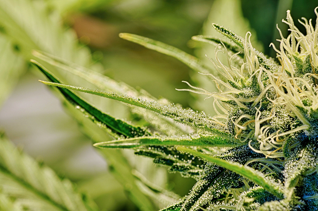 Tons of medical marijuana diverted for trafficking thanks to Infarmed's failure