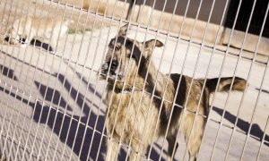 GNR rescues around 50 mistreated dogs in illegal camp