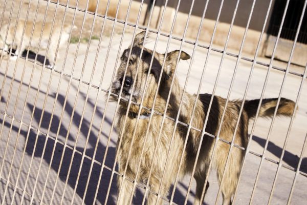 GNR rescues around 50 mistreated dogs in illegal camp