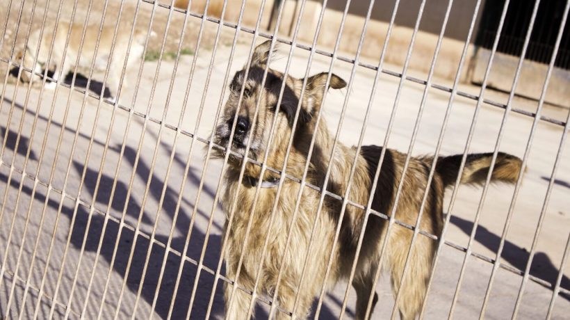 GNR rescues around 50 mistreated dogs in illegal camp