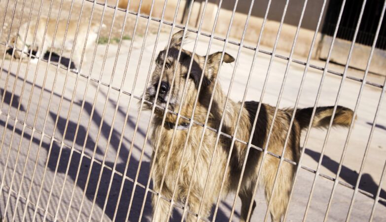 GNR rescues around 50 mistreated dogs in illegal camp