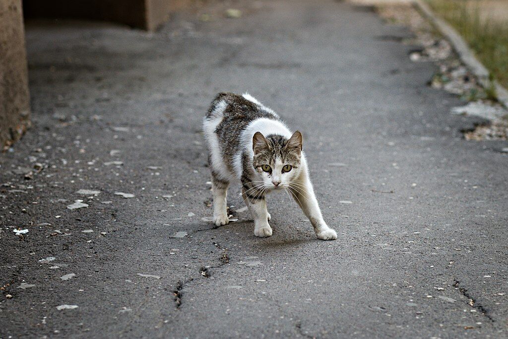 How to stop your cat from bringing home unwanted illnesses