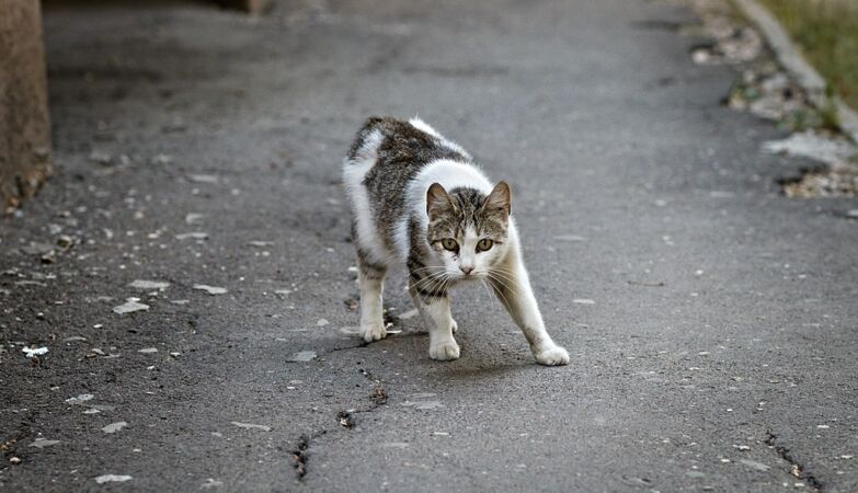 How to stop your cat from bringing home unwanted illnesses