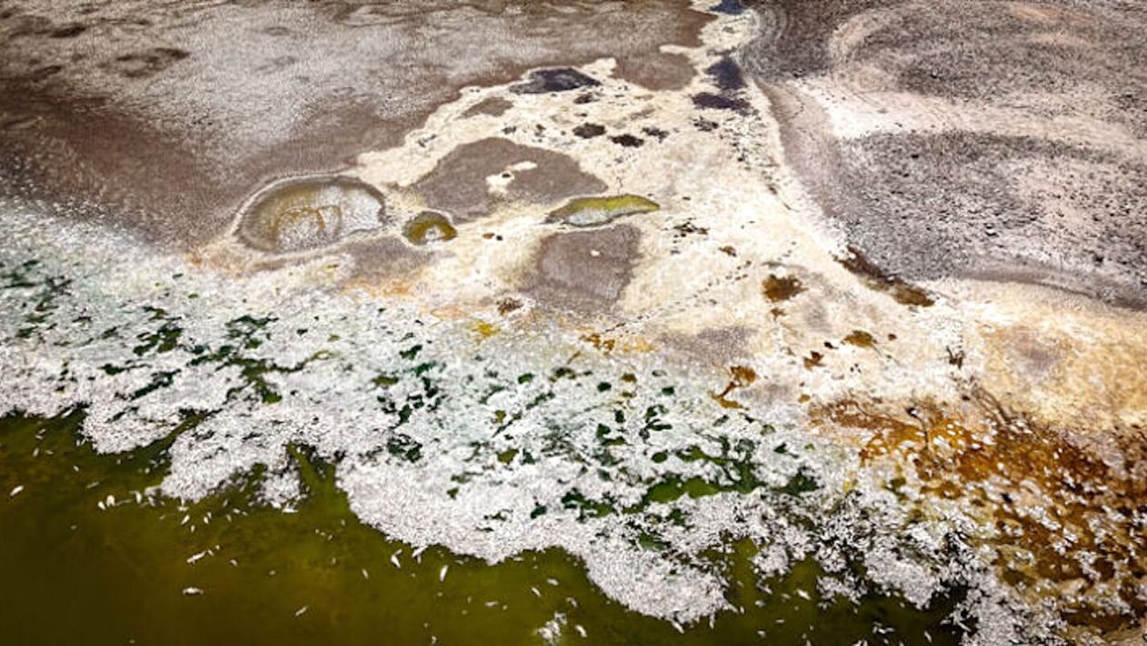 The fish in a lake all died overnight. Science seeks explanation