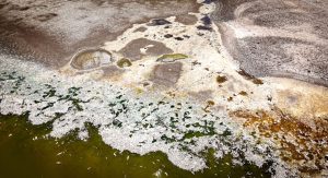 The fish in a lake all died overnight. Science seeks explanation