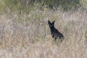The strangest feline in the world continues to appear where no one expects it