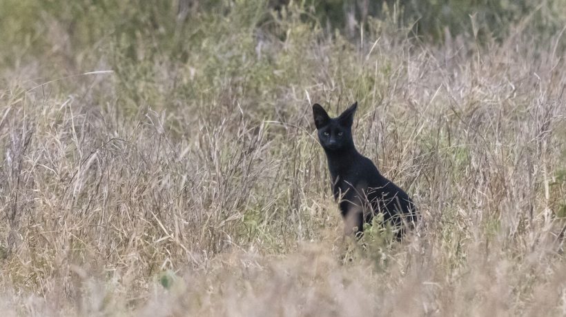 The strangest feline in the world continues to appear where no one expects it