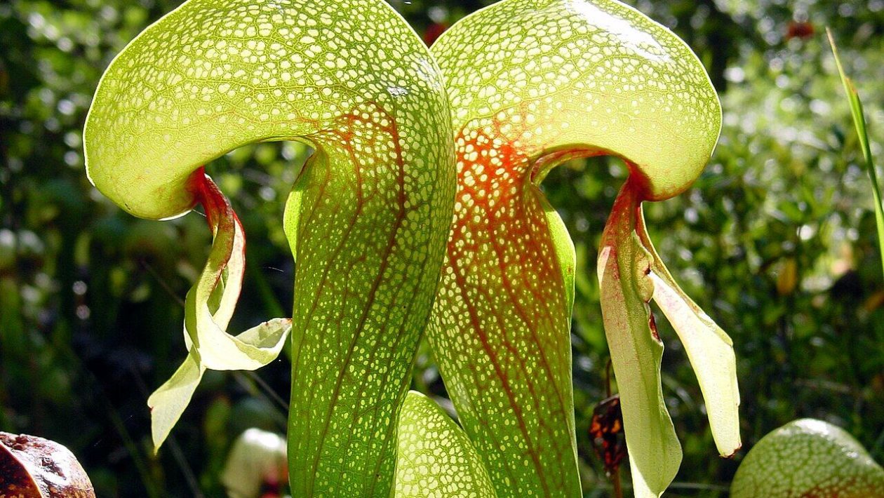 The most intelligent predator on Earth is a plant. Generate a “slaughterhouse”