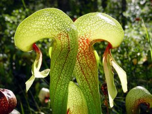 The most intelligent predator on Earth is a plant. Generate a “slaughterhouse”