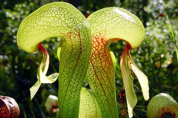 The most intelligent predator on Earth is a plant. Generate a “slaughterhouse”