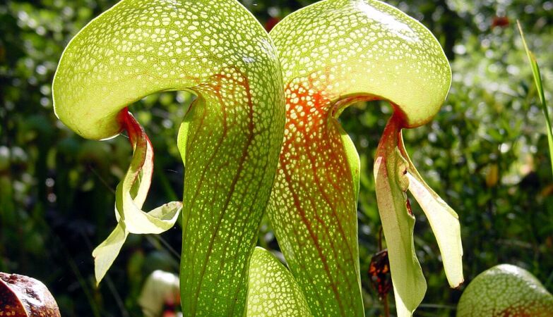 The most intelligent predator on Earth is a plant. Generate a “slaughterhouse”