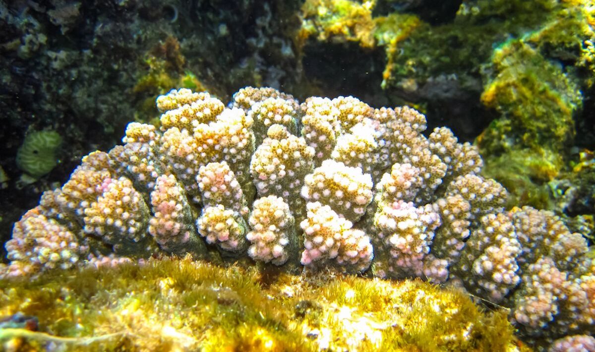 Corals have a hormonal clock similar to ours to reproduce