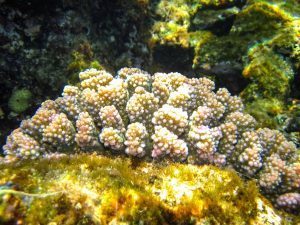 Corals have a hormonal clock similar to ours to reproduce