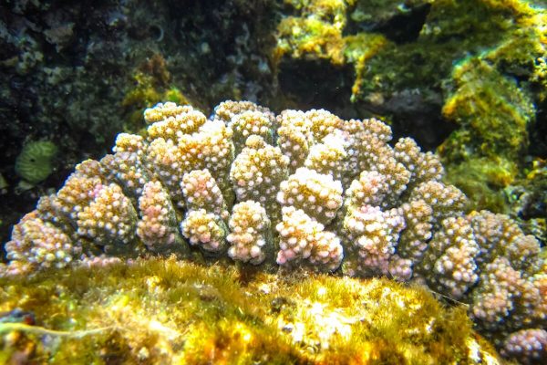 Corals have a hormonal clock similar to ours to reproduce