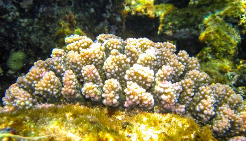 Corals have a hormonal clock similar to ours to reproduce