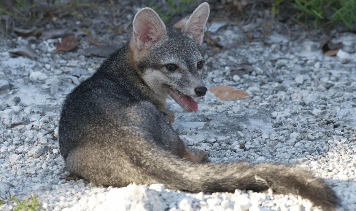Rare fox appears after 20 years and is photographed for the first time