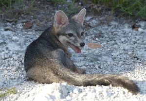 Rare fox appears after 20 years and is photographed for the first time