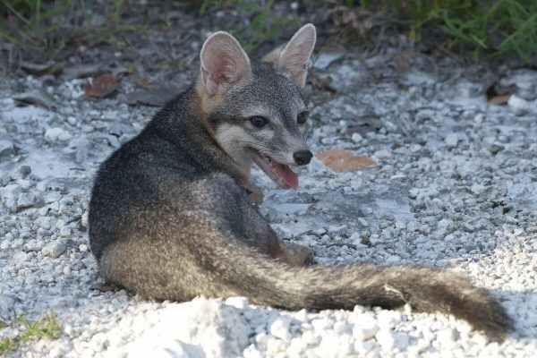 Rare fox appears after 20 years and is photographed for the first time